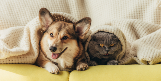 Essential Oils and Pets: Creating a Safe and Balanced Home