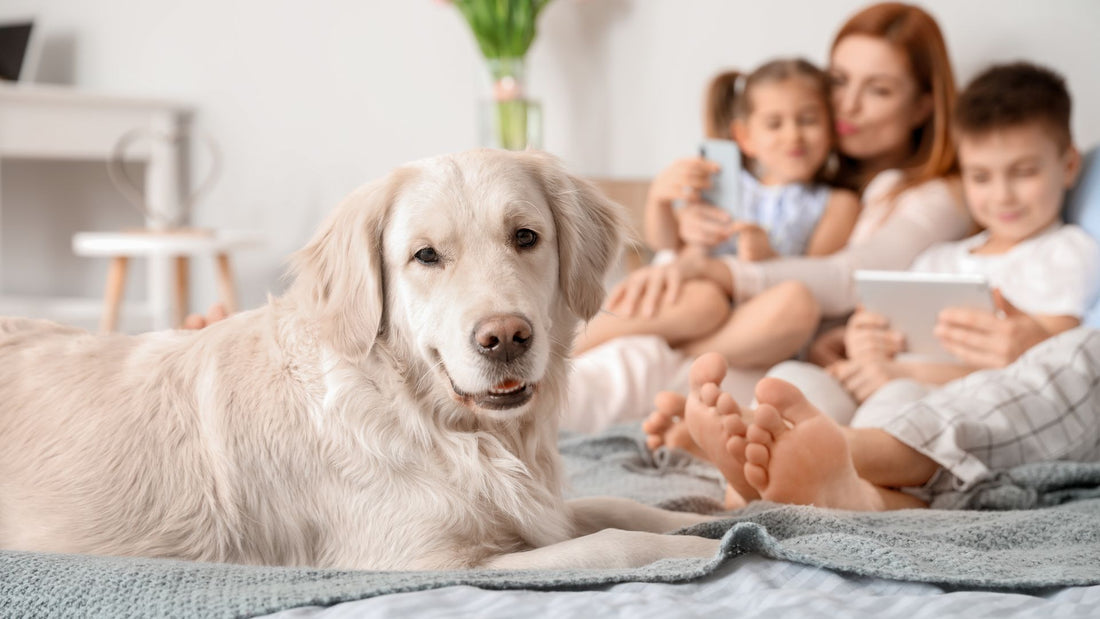 Is Cedarwood Essential Oil Safe for Dogs?