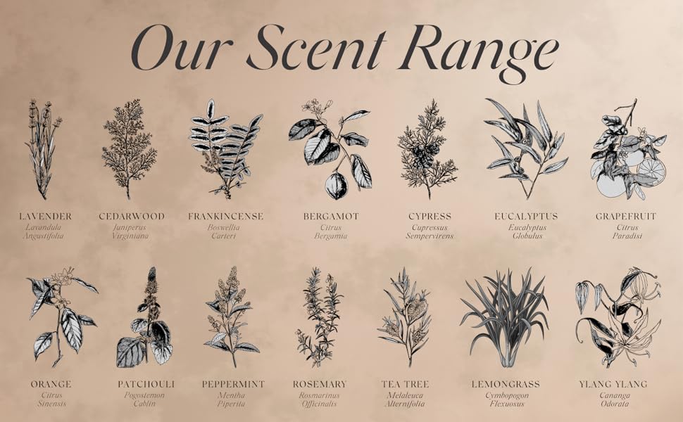 Our Scent Range
