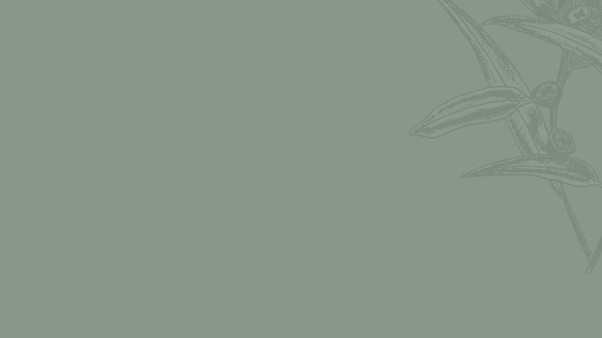 Organic Eucalyptus Essential Oil - 10ml